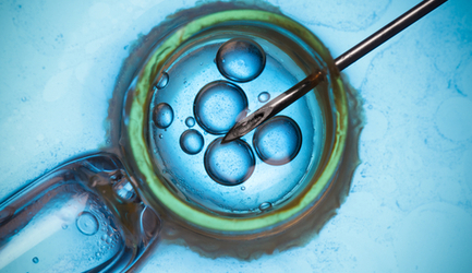 תרומת ביצית - תמונת המחשה